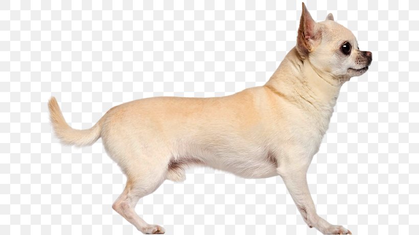 Chihuahua Dog Breed Pomeranian Companion Dog Puppy, PNG, 640x460px, Chihuahua, Breed, Carnivoran, Companion Dog, Dog Download Free