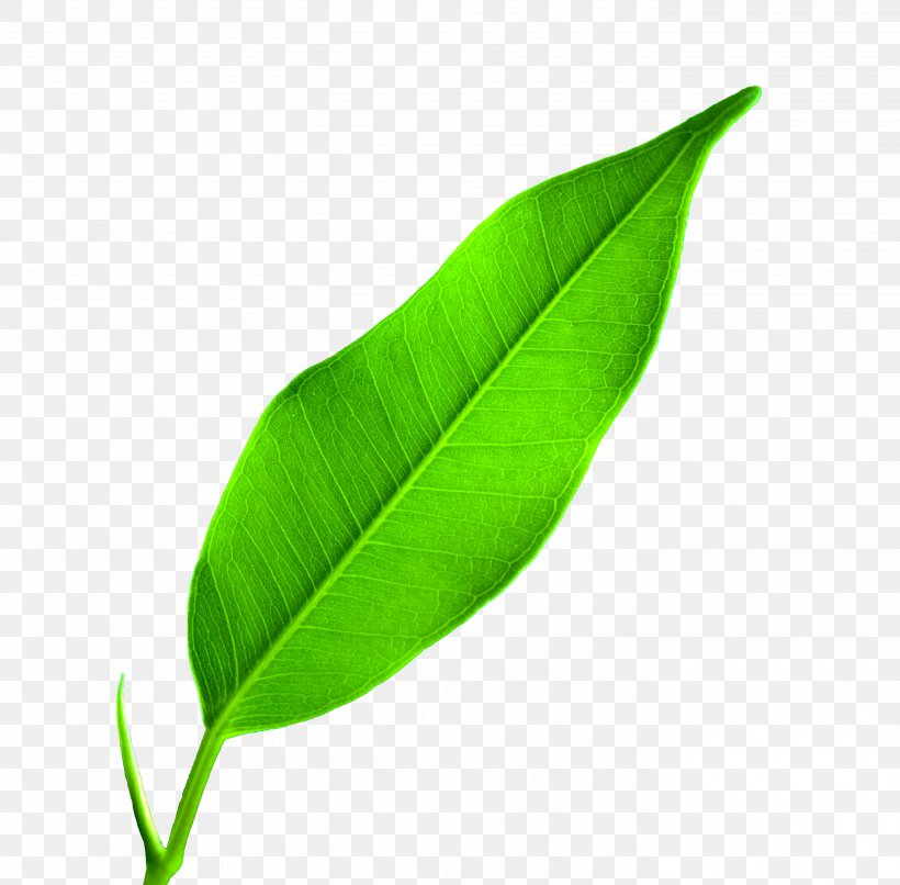 Leaf Google Images Wallpaper, PNG, 5630x5540px, Leaf, Banana Leaf, Display Resolution, Fundal, Google Images Download Free