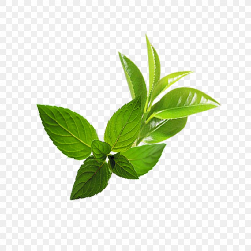 Leaf Mentha Spicata, PNG, 1276x1276px, Leaf, Google Images, Gratis, Herb, Herbal Download Free