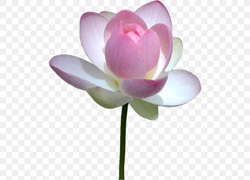 Nelumbo Nucifera Water Lilies Flower Pink, PNG, 500x592px, Nelumbo Nucifera, Aquatic Plant, Aquatic Plants, Bud, Cut Flowers Download Free