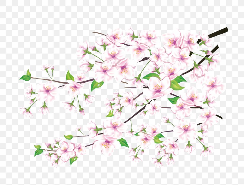 Peach Drawing Art & Photo Exhibits Clip Art, PNG, 800x622px, Peach, Art Photo Exhibits, Blossom, Branch, Cherry Blossom Download Free