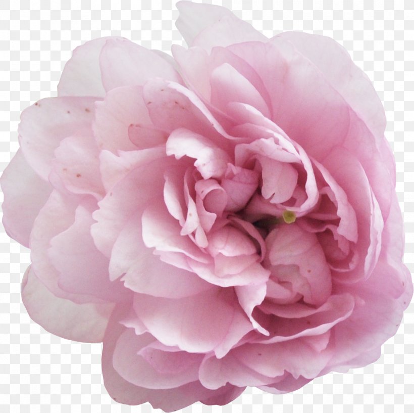 Peony Flower Clip Art, PNG, 1109x1106px, Peony, Camellia, Cut Flowers, Floribunda, Flower Download Free