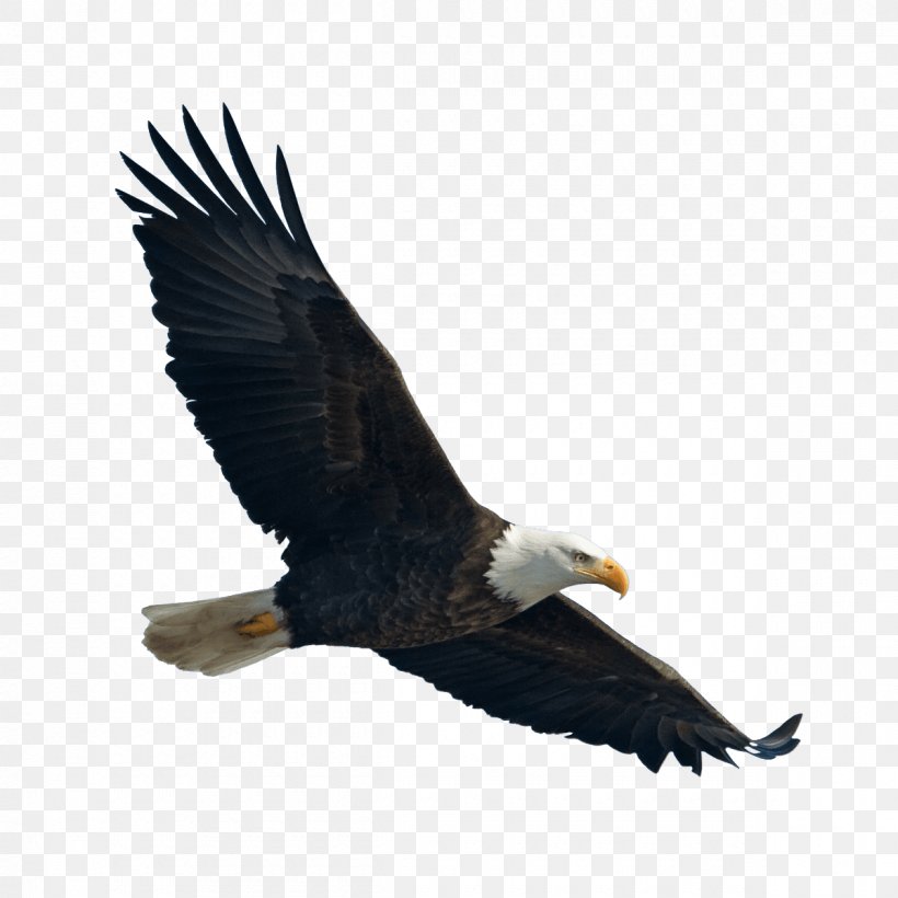 The Bald Eagle / El Guila Calva Bird, PNG, 1200x1200px, Bald Eagle, Accipitriformes, American Symbols, Beak, Bird Download Free
