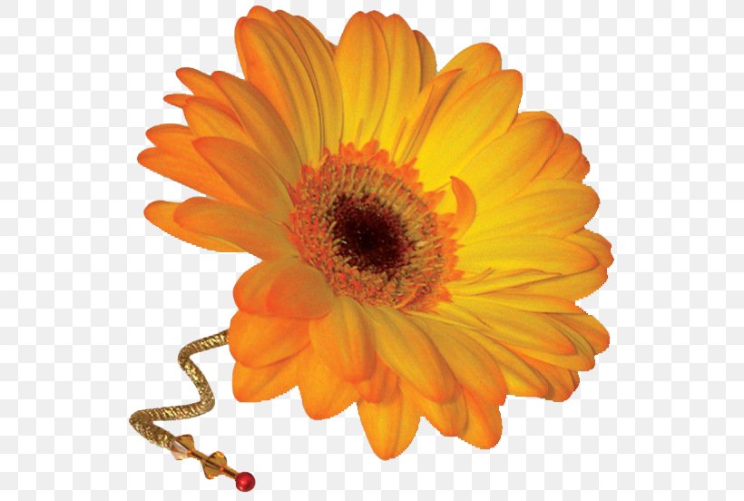 Transvaal Daisy Cut Flowers Corsage Burghley Flower Centre, PNG, 548x552px, Transvaal Daisy, Buttonhole, Calendula, Calendula Officinalis, Corsage Download Free