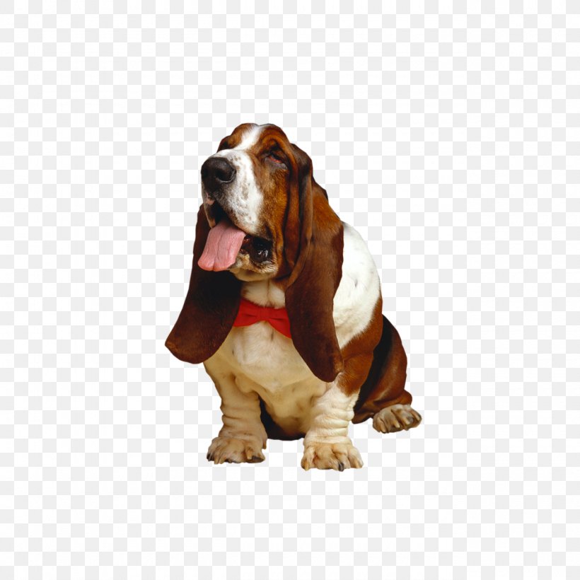 Basset Hound Beagle Wedding Photography Pet, PNG, 1280x1280px, Basset Hound, Animal, Beagle, Bride, Carnivoran Download Free