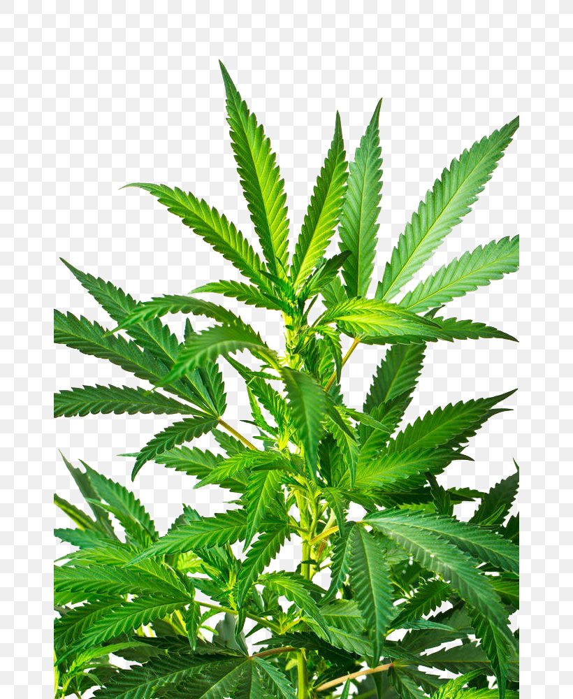 Cannabis Sativa Marijuana Stock Photography, PNG, 666x1000px, Cannabis Sativa, Cannabis, Drug, Hashish, Hemp Download Free