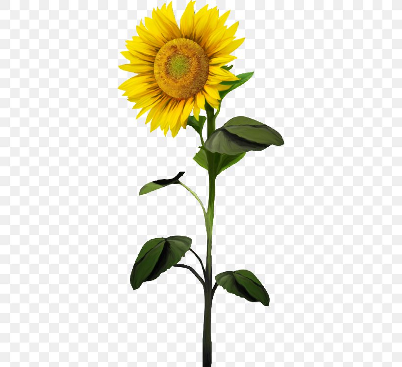 Common Sunflower Clip Art, PNG, 341x750px, Common Sunflower, Daisy Family, Floral Design, Flower, Flowering Plant Download Free