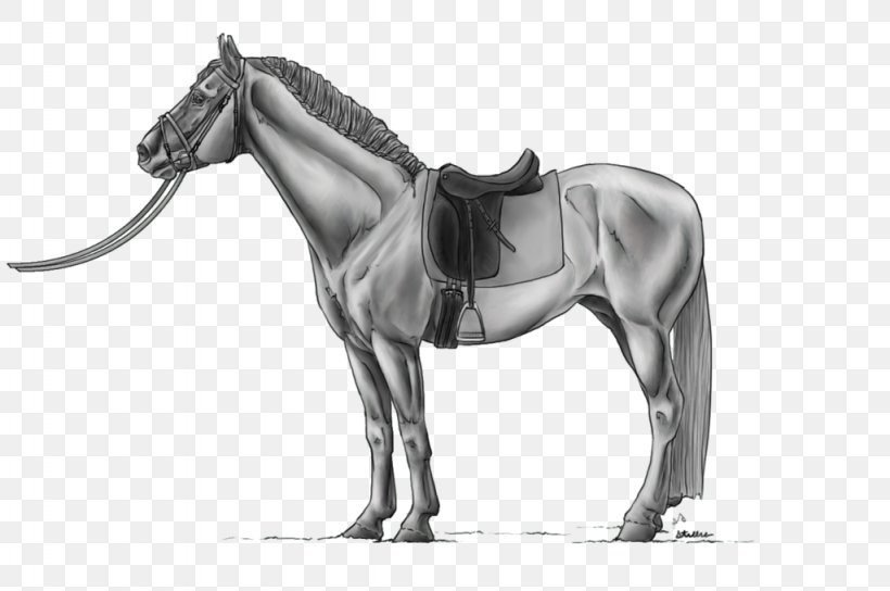 Mane Horse Stallion Pony Rein, PNG, 1024x680px, Mane, Bit, Black And White, Bridle, Dressage Download Free
