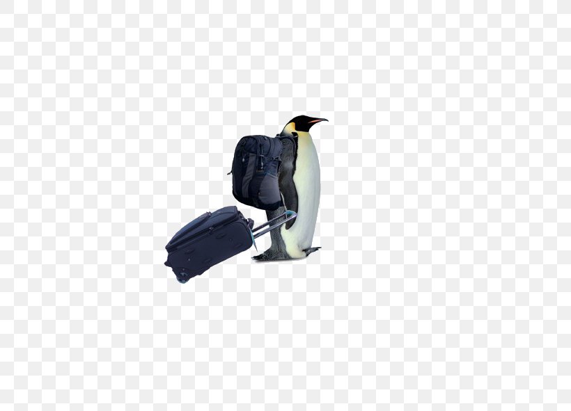 Penguin South Pole Bird Download, PNG, 591x591px, Penguin, Animal, Backpack, Beak, Bird Download Free