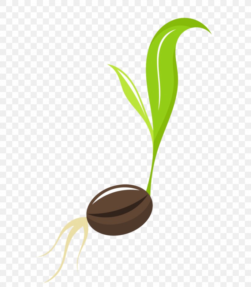 Seedling Sprouting Clip Art, PNG, 897x1024px, Seedling, Alternative Medicine, Bean, Common Bean, Fotosearch Download Free