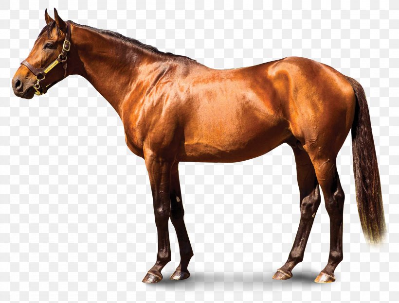 Stallion Thoroughbred Keeneland Association Inc Horse Racing Mucho Macho Man, PNG, 2100x1600px, Stallion, Animal Figure, Horse, Horse Racing, Liver Download Free