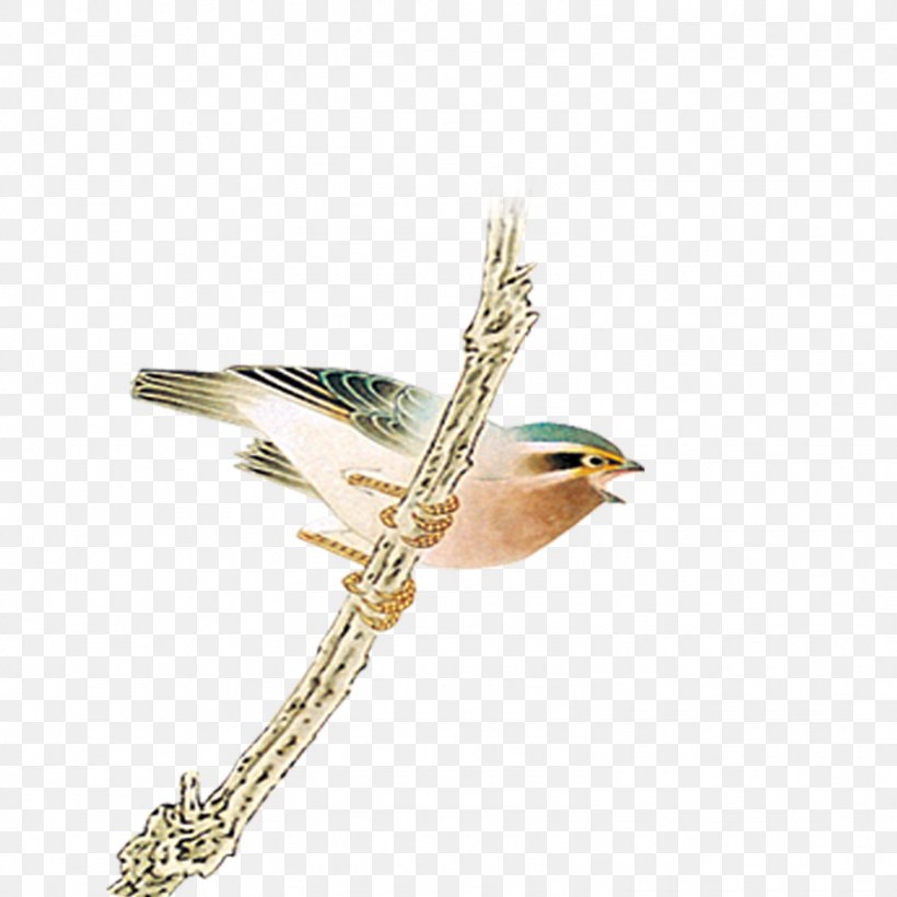 Bird Download, PNG, 1575x1575px, Bird, Beak, Body Jewellery, Body Jewelry, Feather Download Free