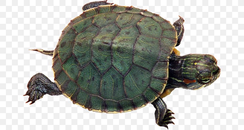 Green Sea Turtle Reptile Red-eared Slider Pet, PNG, 670x437px, Turtle, Animal, Box Turtle, Box Turtles, Chelydridae Download Free