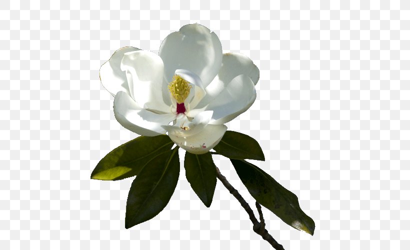 Flowering Plant Magnoliaceae Maid Service, PNG, 500x500px, Flowering Plant, Facebook, Flower, Linkedin, Magnolia Download Free