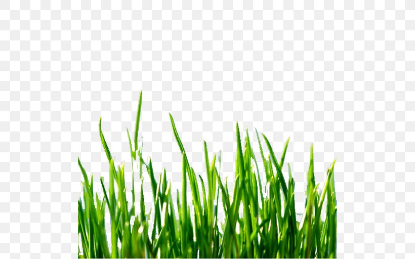 Lawn Mowers Technology Green Computing Invention, PNG, 512x512px, Lawn, Commodity, Field, Grass, Grass Family Download Free