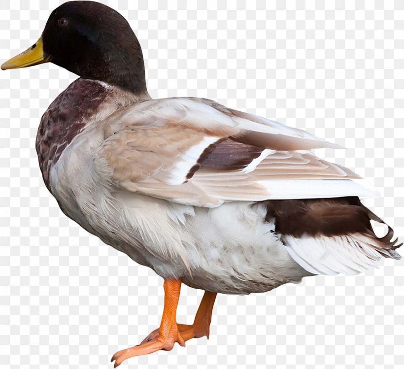 Duck Goose Bird Animal Mallard, PNG, 1168x1067px, Duck, Anatidae, Animal, Beak, Bird Download Free