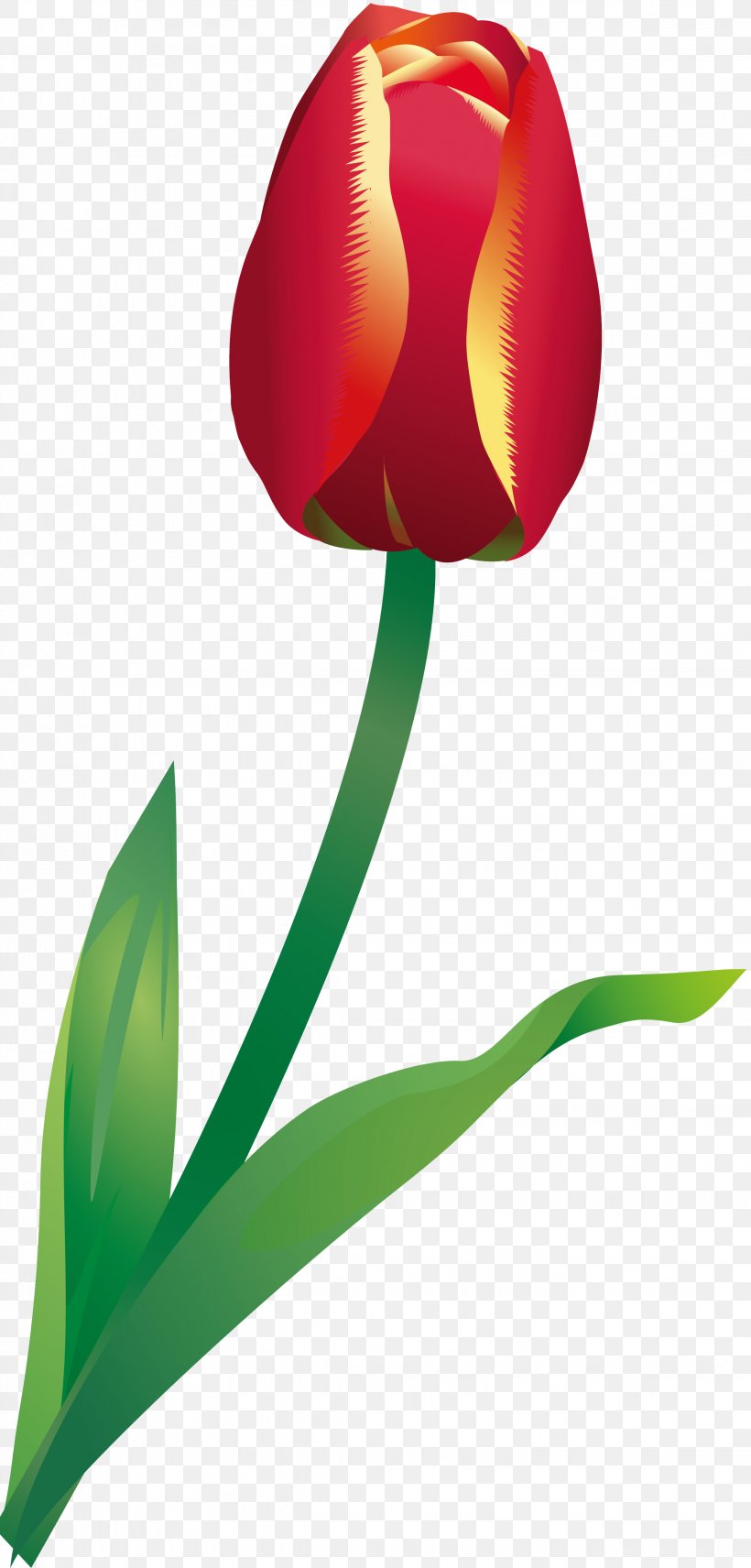 Flowering Plant Tulip Liliaceae Plant Stem, PNG, 2244x4687px, Flowering Plant, Flower, Leaf, Liliaceae, Lilium Download Free