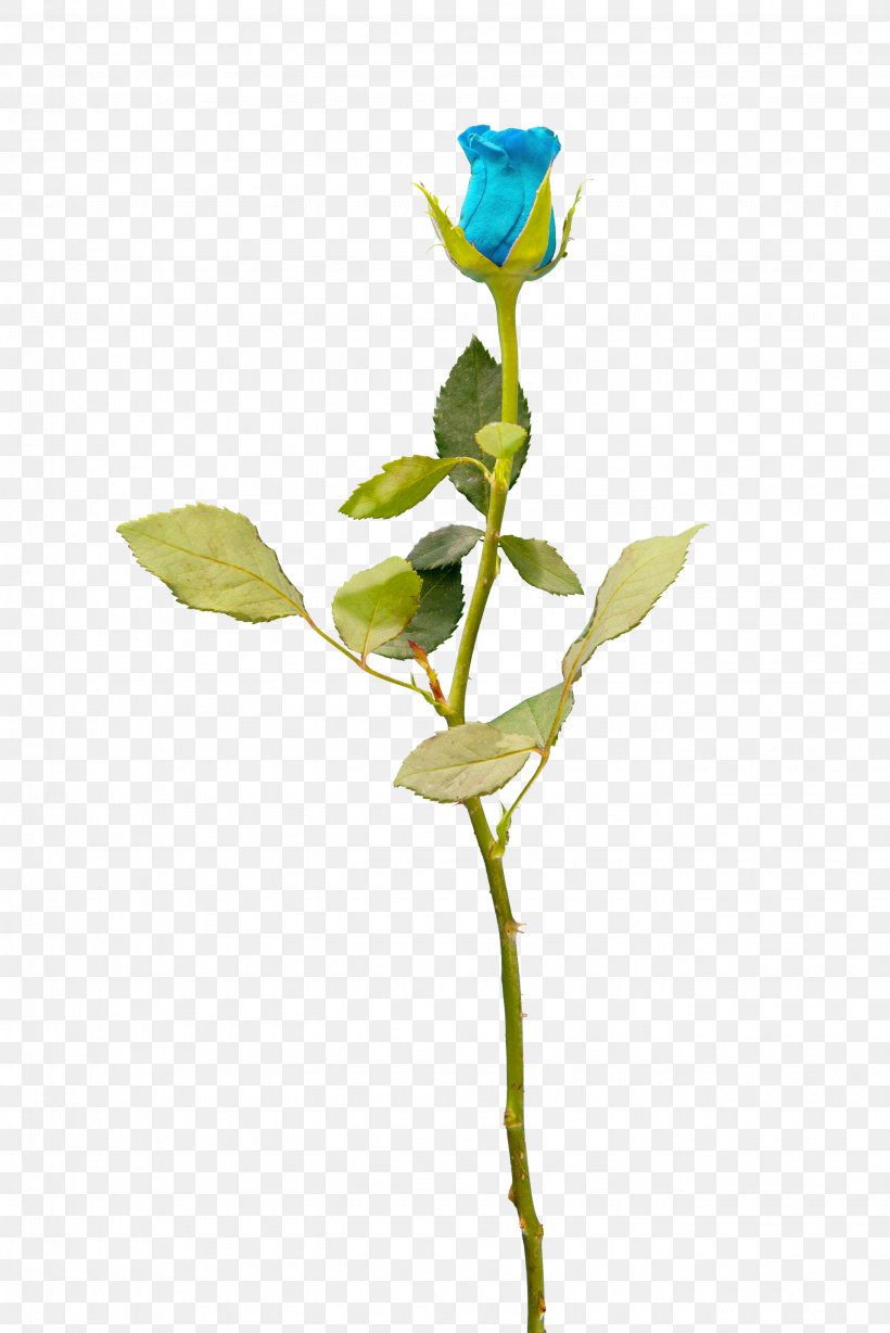 Garden Roses Cut Flowers Blue Rose Petal, PNG, 2670x4000px, Garden Roses, Blue, Blue Rose, Branch, Bud Download Free