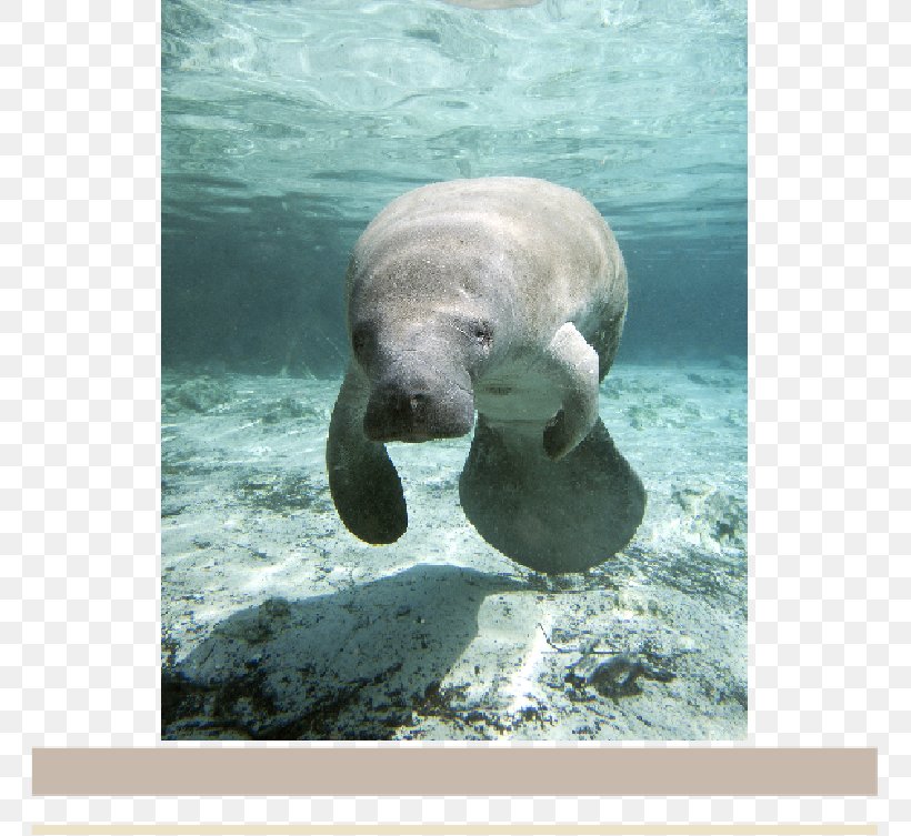 Crystal River West Indian Manatee Three Sisters Springs Everglades Dugong, PNG, 763x753px, Crystal River, Banco De Imagens, Dugong, Everglades, Fauna Download Free