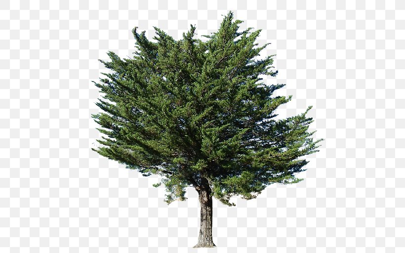 Fir Pine Populus Nigra Tree, PNG, 512x512px, Fir, Biome, Branch, Christmas Tree, Conifer Download Free