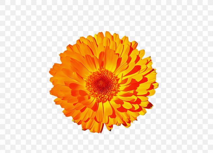 Flowers Background, PNG, 2352x1700px, Marigold, Barberton Daisy, Bloom, Blossom, Calendula Download Free