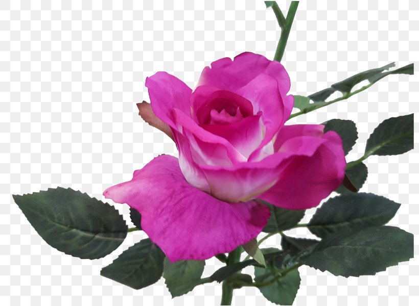 Garden Roses Cabbage Rose Magenta Pink Floribunda, PNG, 800x600px, Garden Roses, Artificial Flower, Cabbage Rose, China Rose, Cut Flowers Download Free