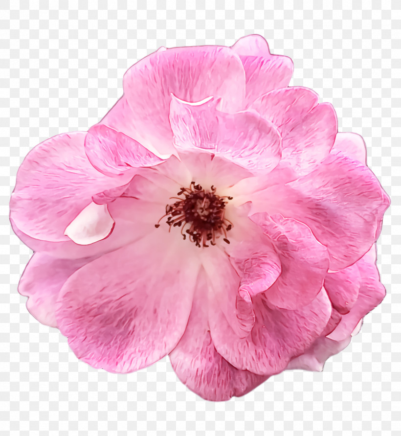 Garden Roses, PNG, 1324x1440px, Cabbage Rose, Annual Plant, Cabbage, Cut Flowers, Floral Design Download Free