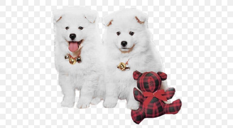 Samoyed Dog Puppy Christmas High-definition Television Wallpaper, PNG, 600x450px, Samoyed Dog, American Eskimo Dog, Animal, Carnivoran, Christmas Download Free