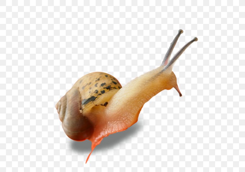 Snail Euclidean Vector Computer File, PNG, 576x576px, Snail, Giant African Snail, Invertebrate, Lymnaeidae, Molluscs Download Free