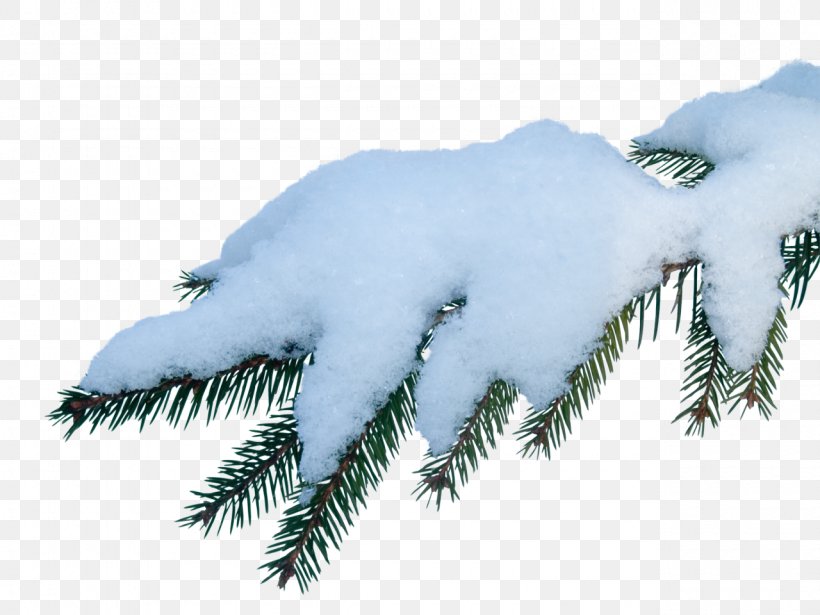 Snow, PNG, 1280x960px, Snow, Archive File, Branch, Conifer, Feather Download Free