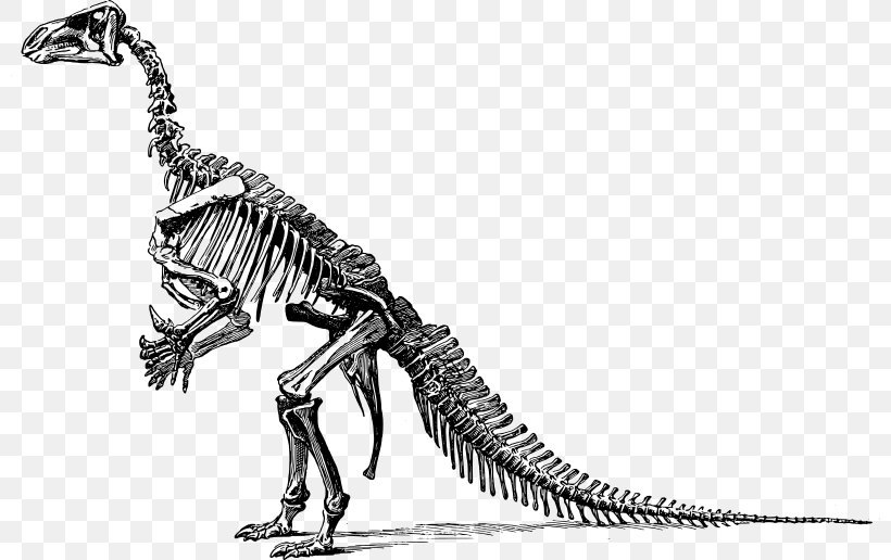 Tyrannosaurus Stegosaurus Iguanodon Dinosaur Art: The World's Greatest Paleoart Brontosaurus, PNG, 800x516px, Tyrannosaurus, Apatosaurus, Black And White, Bone, Brontosaurus Download Free