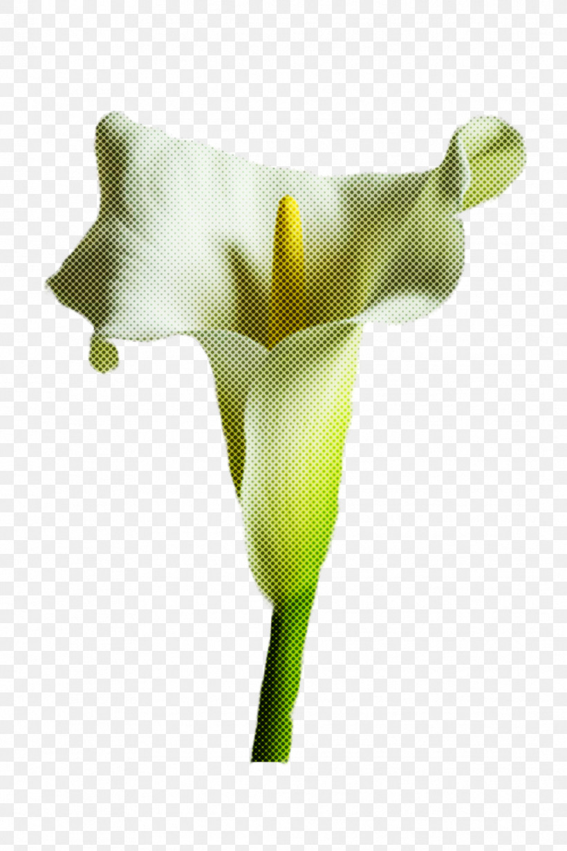 Arum White Green Yellow Flower, PNG, 1067x1600px, Arum, Alismatales, Arum Family, Cut Flowers, Flower Download Free