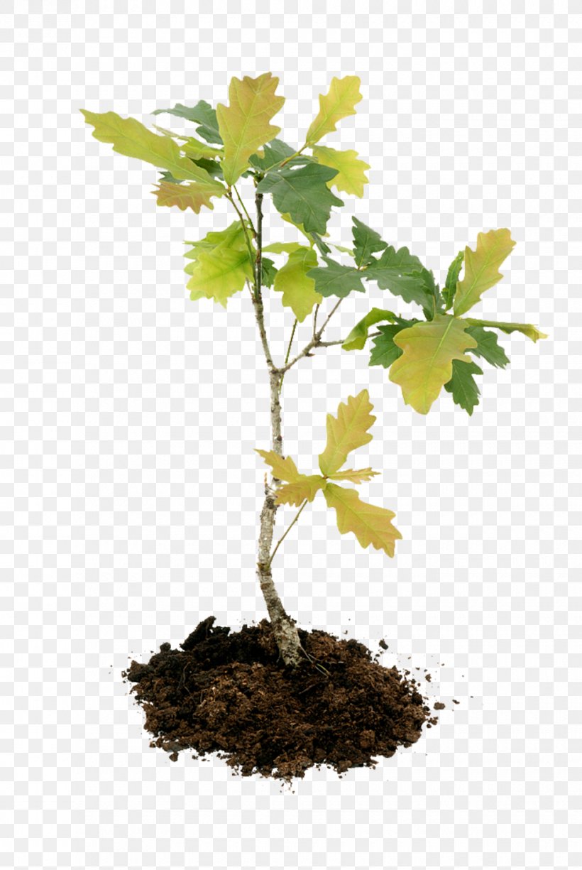 English Oak Acorn Tree Seedling Sugar Maple, PNG, 980x1465px, English Oak, Acorn, Arecaceae, Bonsai, Branch Download Free
