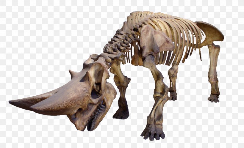Museum Of Osteology Rhinoceros Human Skeleton Skull, PNG, 2000x1217px, Museum Of Osteology, Bone, Dinosaur, Fauna, Horn Download Free