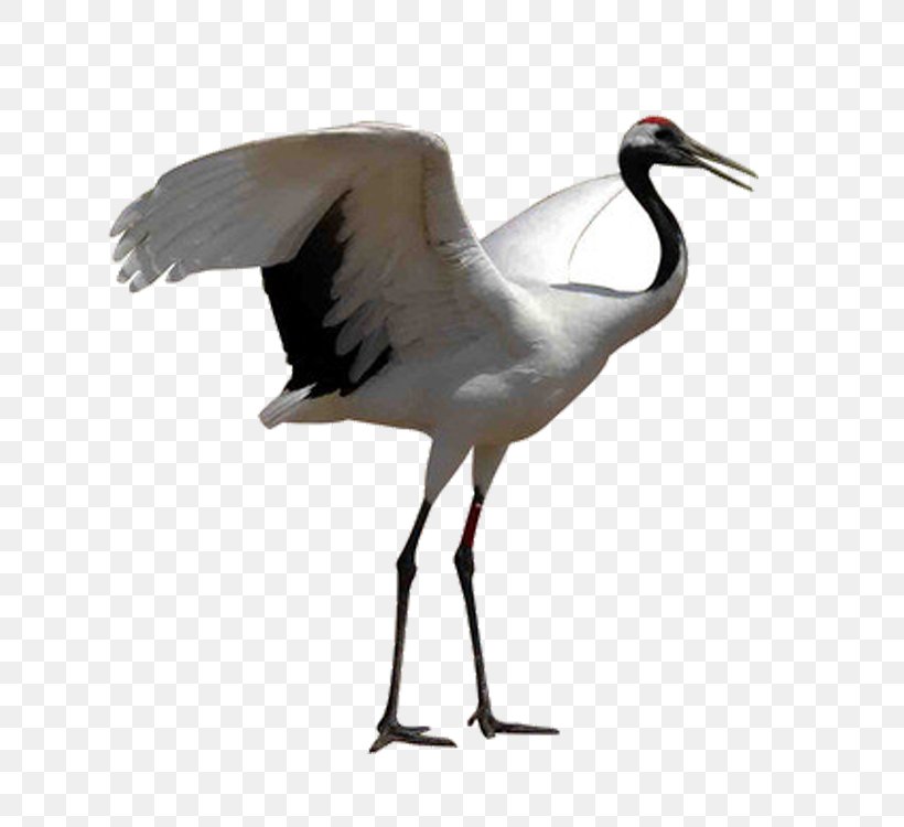 Red-crowned Crane White Stork Bird Grey Crowned Crane, PNG, 750x750px, Crane, Beak, Bird, Black Crowned Crane, Ciconiiformes Download Free