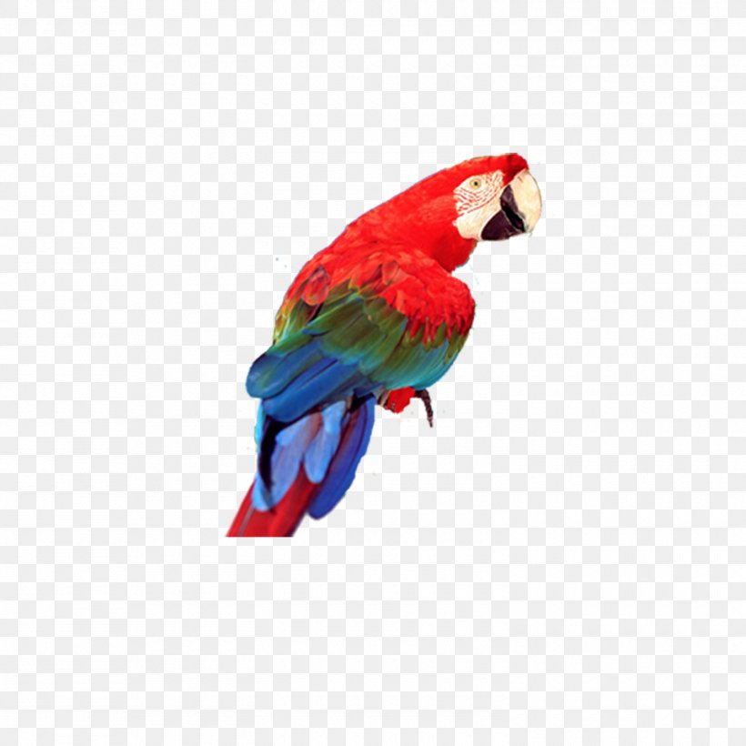 Bird True Parrot Blue-and-yellow Macaw, PNG, 1500x1500px, Bird, Beak, Blueandyellow Macaw, Feather, Lorikeet Download Free