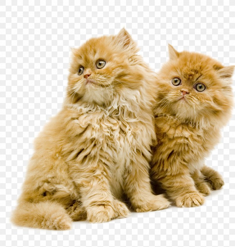 British Semi-longhair Whiskers Kitten Domestic Short-haired Cat Domestic Long-haired Cat, PNG, 1523x1603px, British Semilonghair, British Empire, British Semi Longhair, Carnivoran, Cat Download Free