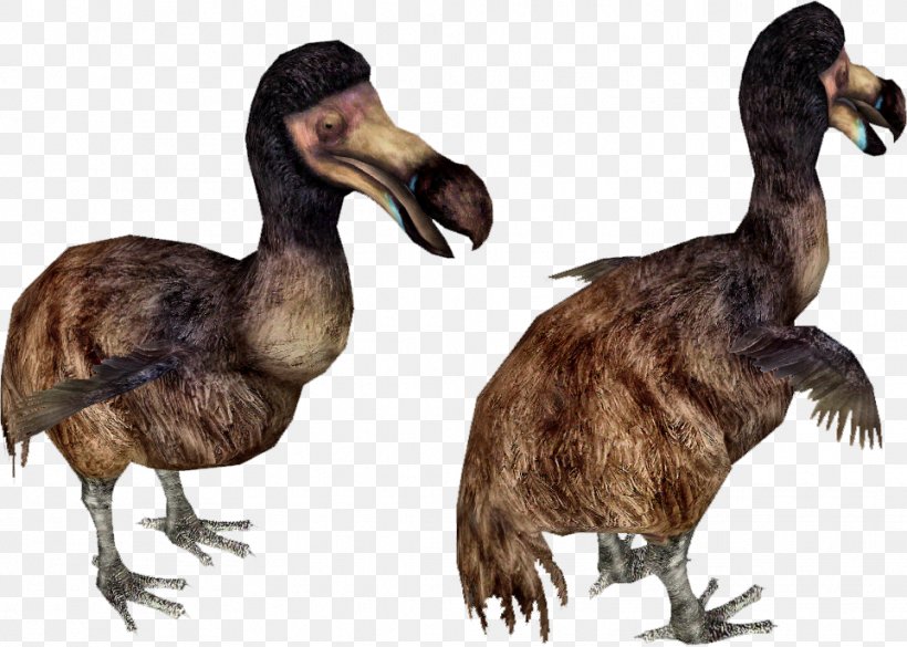 Duck Bird Dodo Extinction Zoo Tycoon 2, PNG, 963x688px, Duck, Animal, Beak, Bird, Bird Extinction Download Free