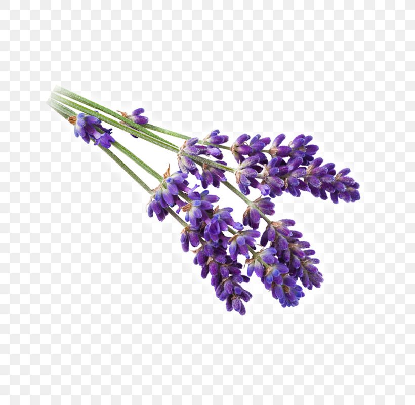 English Lavender French Lavender Rosemary Violet Flower, PNG, 800x800px, English Lavender, Beeswax, Body Jewelry, Candle, Floristry Download Free