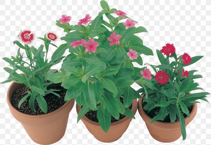 Flowerpot Houseplant Herb Annual Plant, PNG, 3536x2429px, Flowerpot, Annual Plant, Flower, Flowering Plant, Herb Download Free