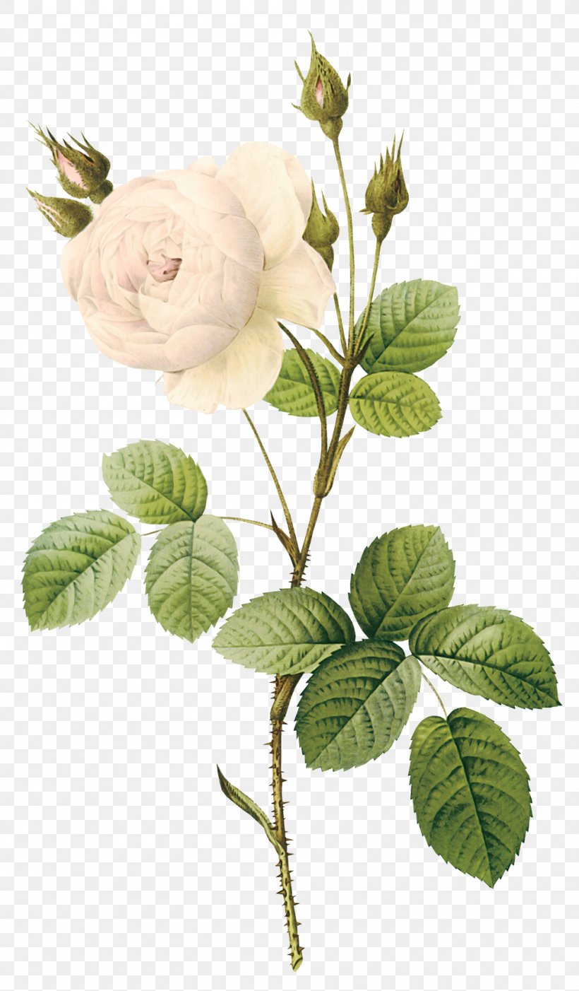 Rose Flower Botanical Illustration Botany White, PNG, 1000x1710px, Rose, Botanical Illustration, Botanist, Botany, Branch Download Free