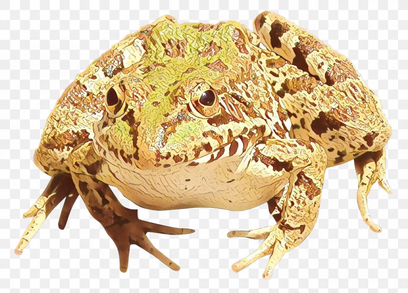 American Bullfrog Edible Frog True Frog Amphibians, PNG, 1370x985px, American Bullfrog, American Toad, Amphibian, Amphibians, Anaxyrus Download Free