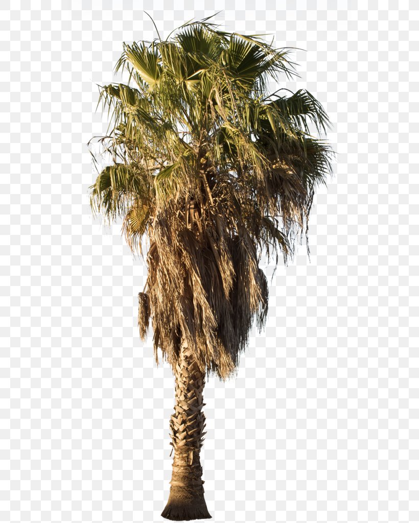 Asian Palmyra Palm Mexican Fan Palm Arecaceae Babassu Tree, PNG, 554x1024px, Asian Palmyra Palm, Arecaceae, Arecales, Attalea, Attalea Speciosa Download Free