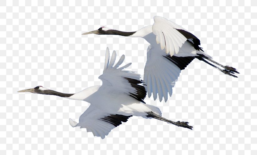 Bird Domestic Goose Cygnini Crane, PNG, 813x496px, Bird, Anatidae, Anser, Beak, Crane Download Free