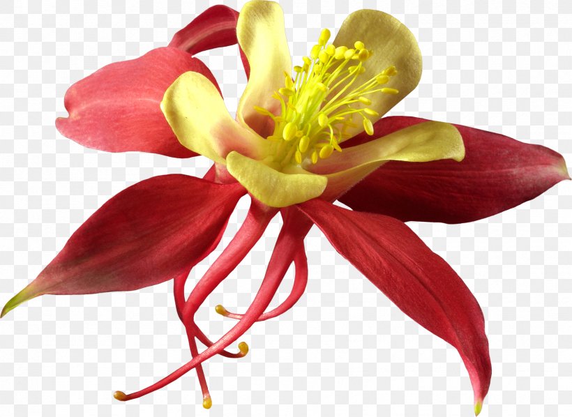 Cut Flowers Fuchsia Plant Cactaceae, PNG, 1662x1214px, Flower, Cactaceae, Color, Cut Flowers, Daylily Download Free