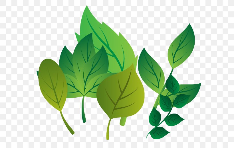 Leaf Plant Stem Branch, PNG, 642x520px, Leaf, Branch, Google Images, Green, Organism Download Free