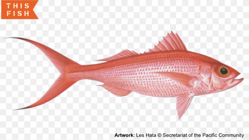 Northern Red Snapper Hawaii Fishing, PNG, 1000x563px, Northern Red Snapper, Animal Source Foods, Bigeye Tuna, Bony Fish, Bottom Fishing Download Free