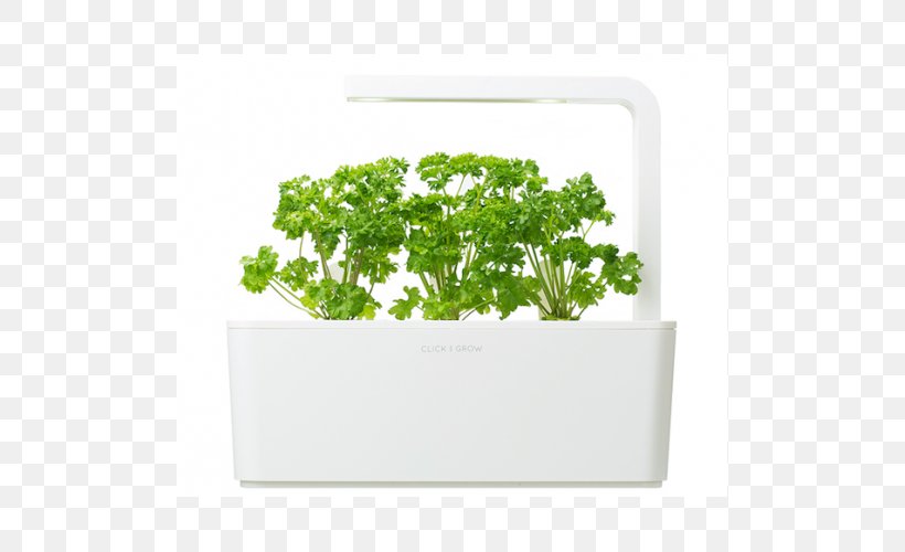 Parsley Herb Garden Hydroponics Flowerpot, PNG, 500x500px, Parsley, Flowerpot, Food, Garden, Grass Download Free