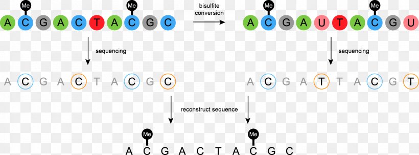 Bisulfite Sequencing DNA Methylation Nucleic Acid Sequence DNA Sequencing, PNG, 2104x779px, Bisulfite Sequencing, Adenine, Area, Brand, Cpg Site Download Free