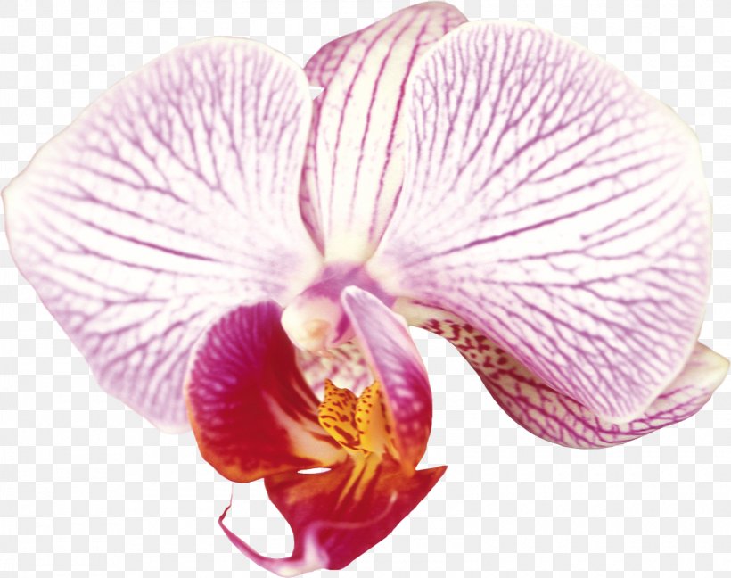 Moth Orchids Cattleya Orchids Clip Art, PNG, 1600x1266px, Moth Orchids, Cattleya, Cattleya Orchids, Color, Flower Download Free
